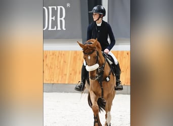 Zangersheide, Yegua, 7 años, 165 cm, Alazán-tostado