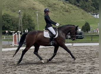 Zangersheide, Yegua, 7 años, 165 cm, Castaño oscuro