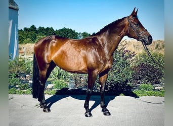 Zangersheide, Yegua, 7 años, 170 cm, Castaño oscuro
