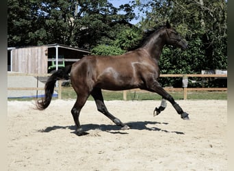 Zangersheide, Yegua, 8 años, 173 cm, Negro