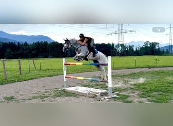 Zangersheide, Yegua, 9 años, 166 cm, Tordo