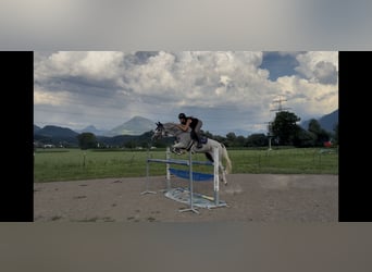 Zangersheide, Yegua, 9 años, 166 cm, Tordo