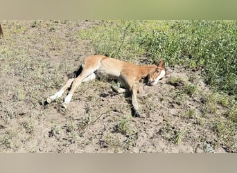 Zangersheide, Yegua, Potro (05/2026), Alazán-tostado