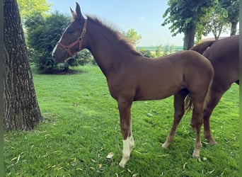 Zangersheide, Yegua, Potro (04/2026), Castaño claro