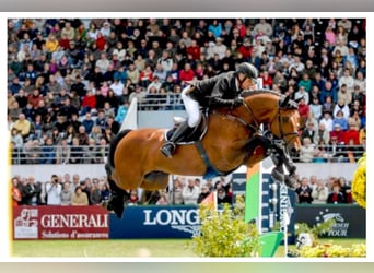 Zangersheide, Nieznany, Zygota