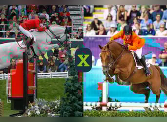 Zangersheide, Nieznany, Zygota