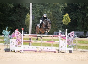 Zangersheider, , 13 years, 17 hh, Bay-Dark