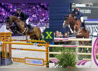 Zangersheider, Unknown, Embryo