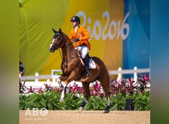 Zangersheider, Inconnu, Embryon