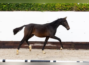 Zangersheider, Étalon, 1 Année, 142 cm, Bai brun Zangersheider, Étalon, 1 Année, 142 cm, Bai brun