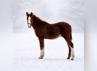 Zangersheider, Étalon, 1 Année, 167 cm, Alezan