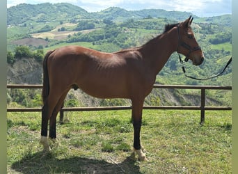 Zangersheider, Étalon, 1 Année, 170 cm, Bai