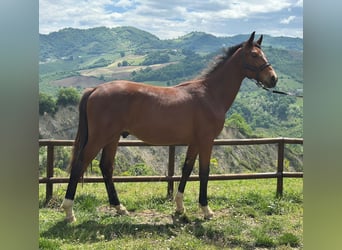 Zangersheider, Étalon, 1 Année, 170 cm, Bai