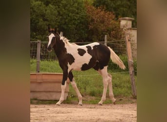 Zangersheider, Étalon, 1 Année, 170 cm, Noir