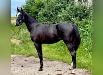 Zangersheider, Étalon, 1 Année, 170 cm, Noir