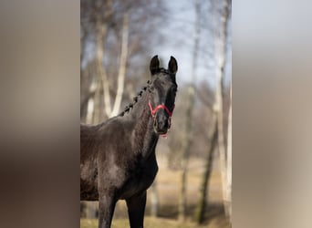 Zangersheider, Étalon, 1 Année, 170 cm, Noir