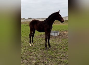 Zangersheider, Étalon, 1 Année, Bai brun