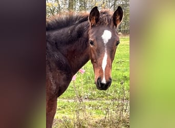 Zangersheider, Étalon, 1 Année, Bai brun