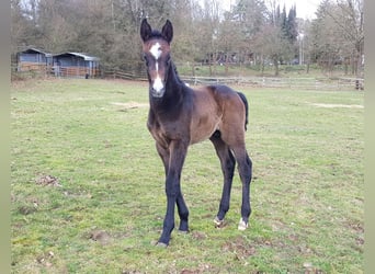 Zangersheider, Étalon, 1 Année, Bai brun