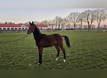Zangersheider, Étalon, 1 Année, Bai cerise