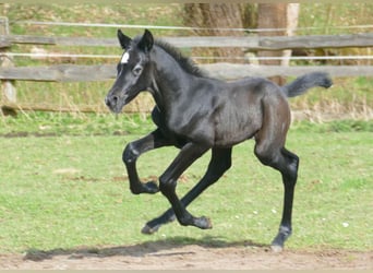 Zangersheider, Étalon, 1 Année, Gris