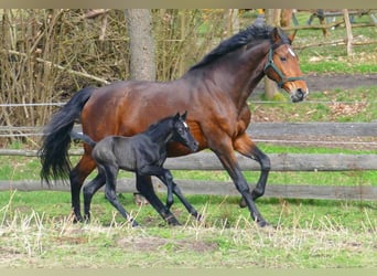 Zangersheider, Étalon, 1 Année, Gris