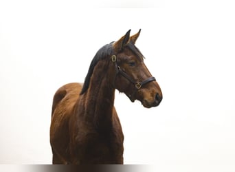 Zangersheider, Étalon, 2 Ans, 149 cm, Bai