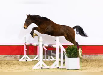 Zangersheider, Étalon, 2 Ans, 157 cm, Bai