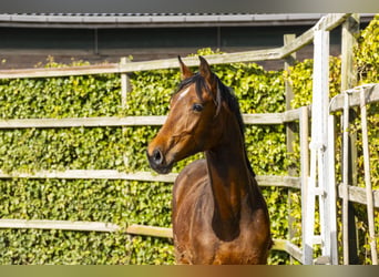 Zangersheider, Étalon, 2 Ans, 158 cm, Bai brun