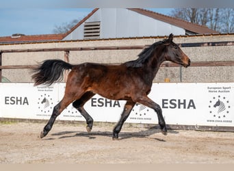 Zangersheider, Étalon, 2 Ans, 158 cm
