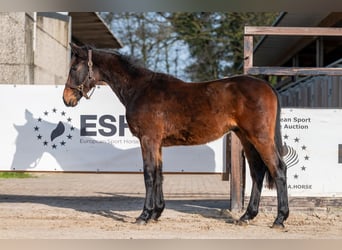 Zangersheider, Étalon, 2 Ans, 158 cm
