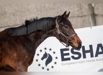 Zangersheider, Étalon, 2 Ans, 158 cm