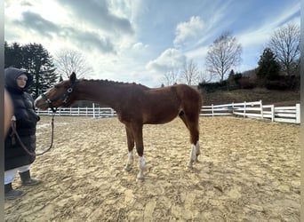 Zangersheider, Étalon, 2 Ans, 160 cm, Alezan