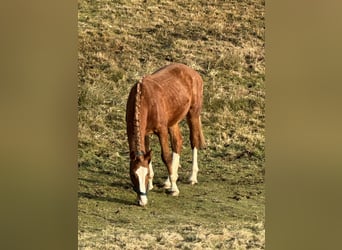 Zangersheider, Étalon, 2 Ans, 160 cm, Alezan
