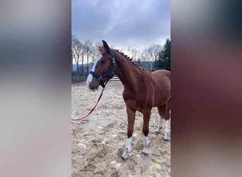 Zangersheider, Étalon, 2 Ans, 160 cm, Alezan