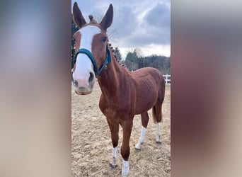 Zangersheider, Étalon, 2 Ans, 160 cm, Alezan