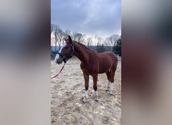 Zangersheider, Étalon, 2 Ans, 160 cm, Alezan