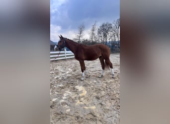Zangersheider, Étalon, 2 Ans, 160 cm, Alezan