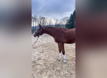 Zangersheider, Étalon, 2 Ans, 160 cm, Alezan