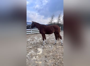 Zangersheider, Étalon, 2 Ans, 160 cm, Alezan
