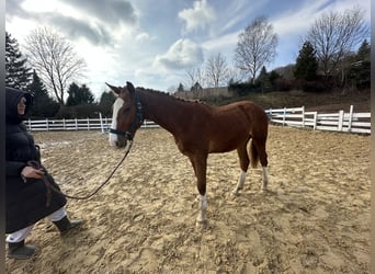 Zangersheider, Étalon, 2 Ans, 160 cm, Alezan