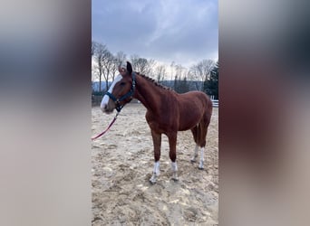 Zangersheider, Étalon, 2 Ans, 160 cm, Alezan