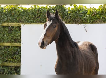 Zangersheider, Étalon, 2 Ans, 160 cm, Bai