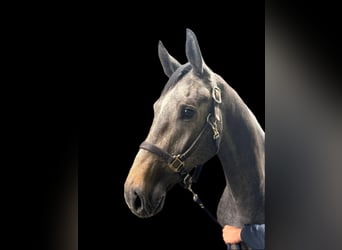 Zangersheider, Étalon, 2 Ans, 160 cm, Gris