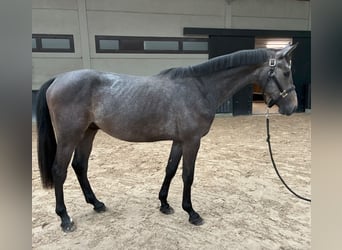 Zangersheider, Étalon, 2 Ans, 160 cm, Gris