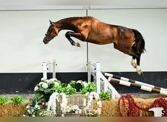 Zangersheider, Étalon, 2 Ans, 161 cm, Bai