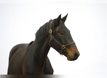 Zangersheider, Étalon, 2 Ans, 162 cm, Bai brun foncé