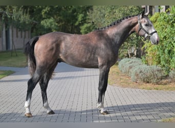 Zangersheider, Étalon, 2 Ans, 165 cm, Bai cerise