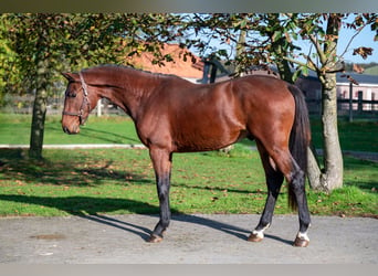 Zangersheider, Étalon, 2 Ans, 167 cm, Bai