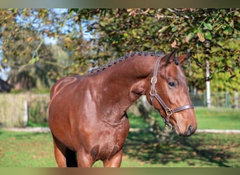 Zangersheider, Étalon, 2 Ans, 167 cm, Bai